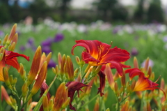 Hemerocallis