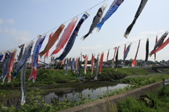 鈴川鯉のぼり祭り