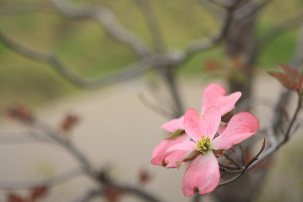 花水木 - Benthamidia florida