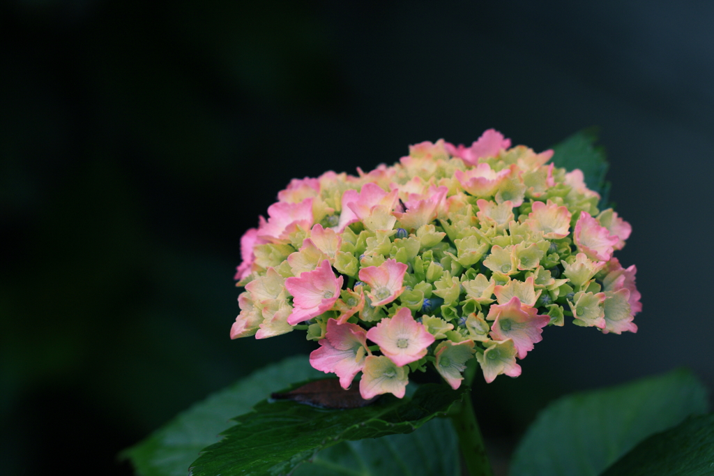 Hydrangea アジサイ