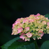 Hydrangea アジサイ