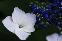 紫陽花