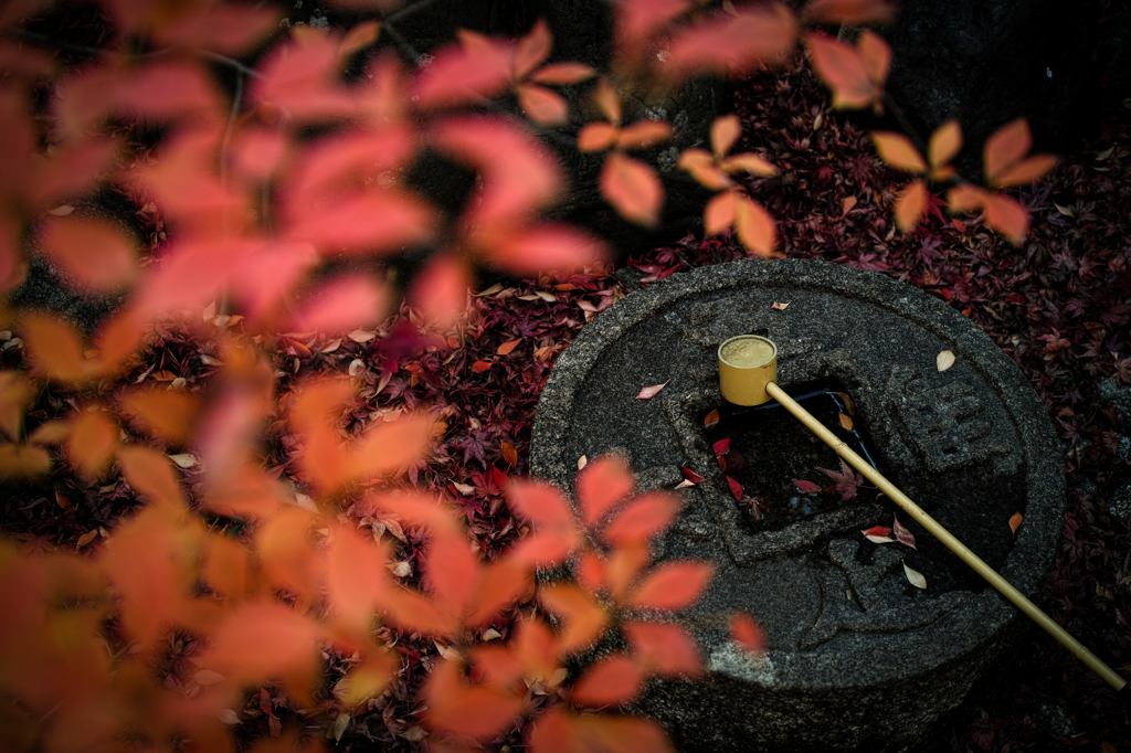 Tea time with Basho