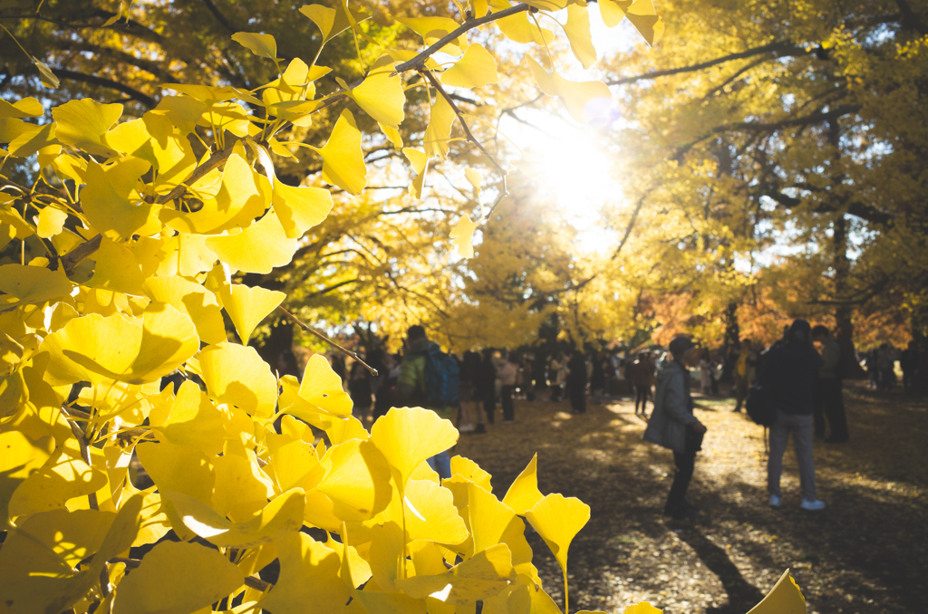 Ginkgo tree and...