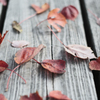 sound of Autumn #02