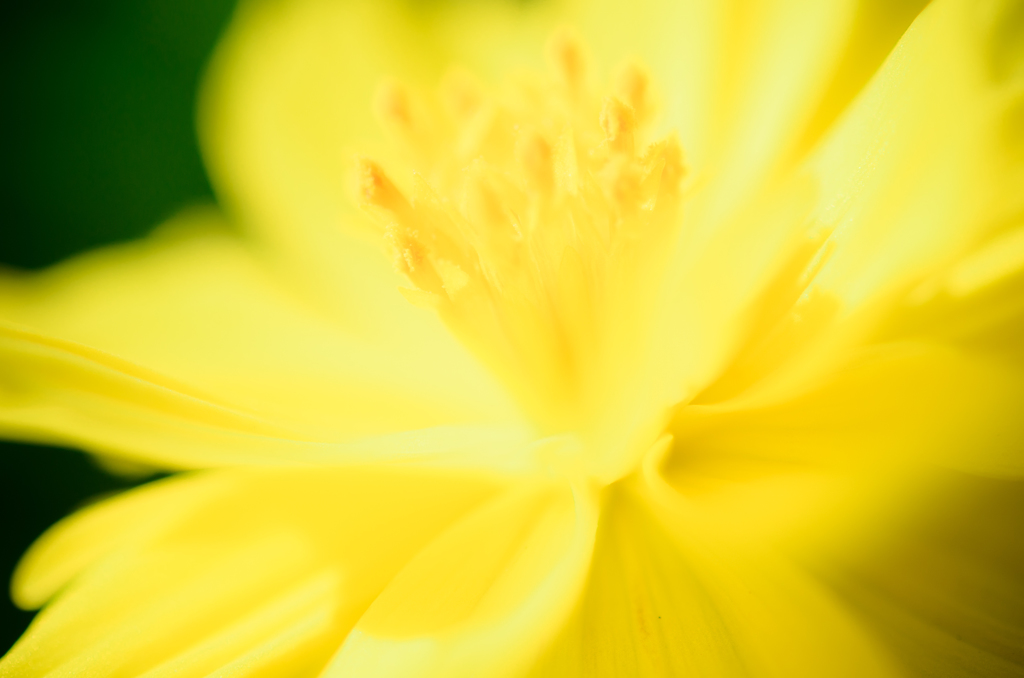 Paradise Yellow