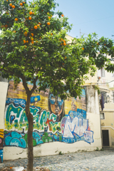 orange tree & wall art