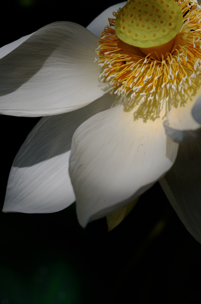 Sacred flower