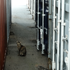 埠頭ねこ