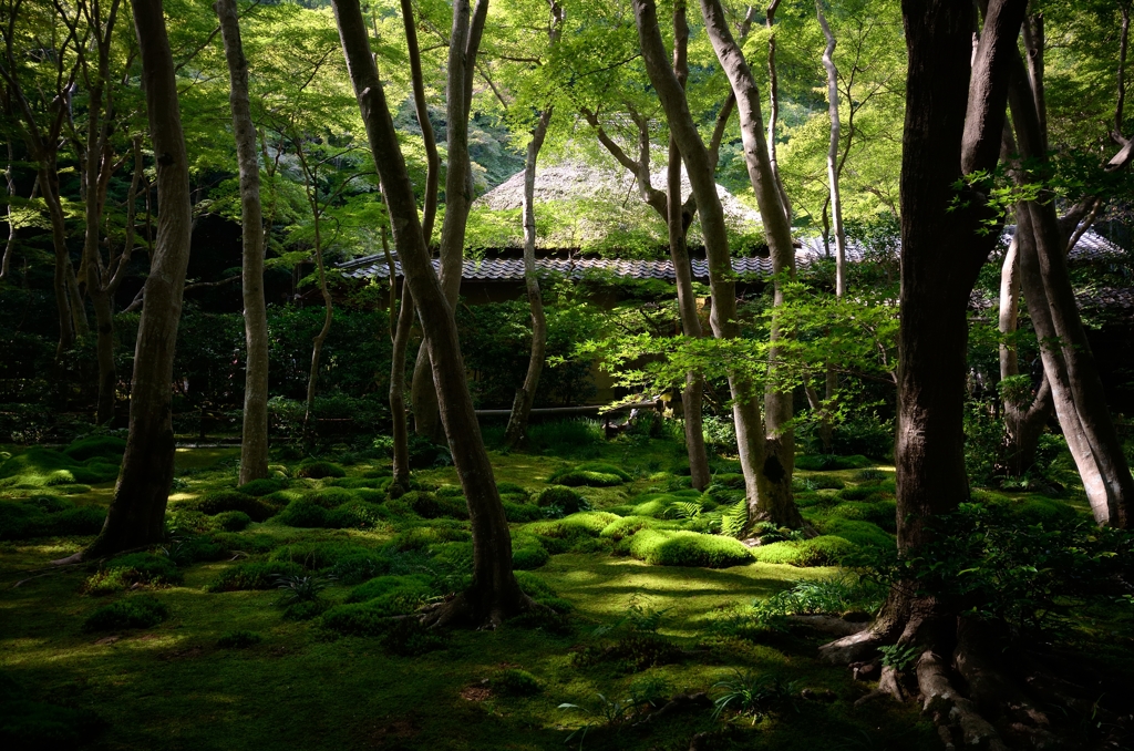 Moss Green