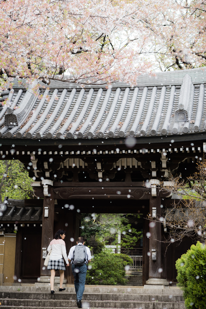 桜雪