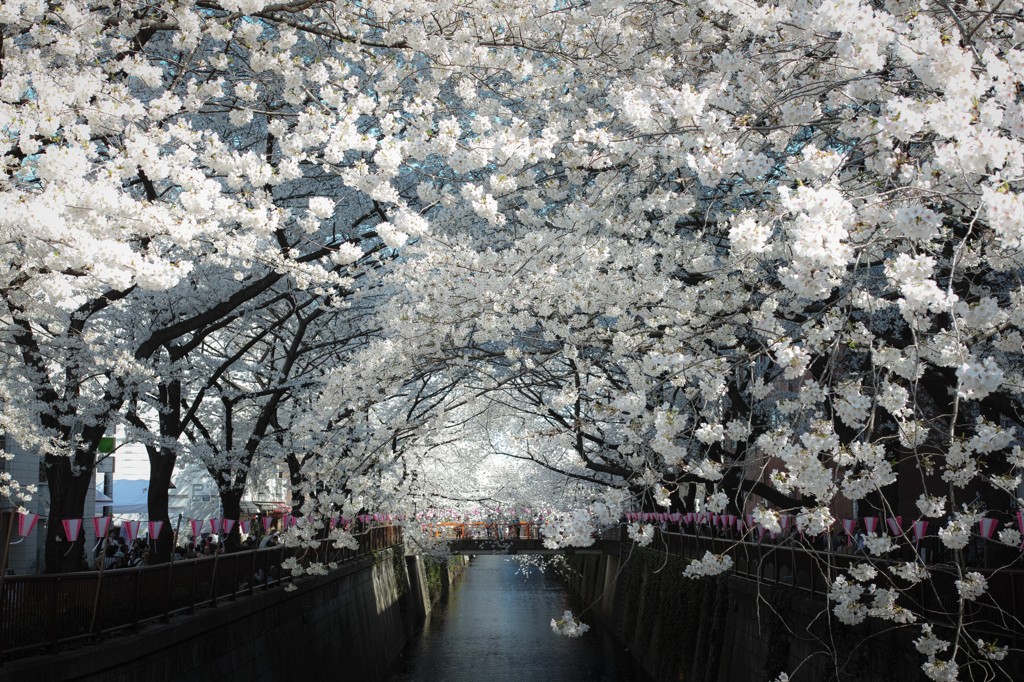 乱桜 #01