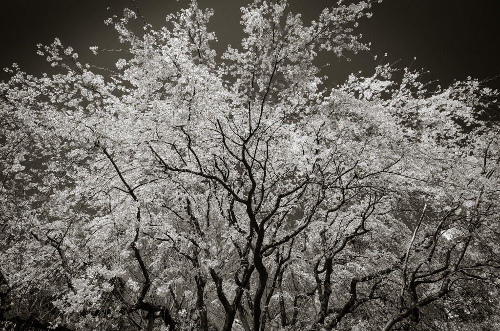 full bloom