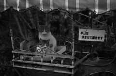 本日は休ませて戴きます