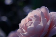 Flowers #04 -思い-