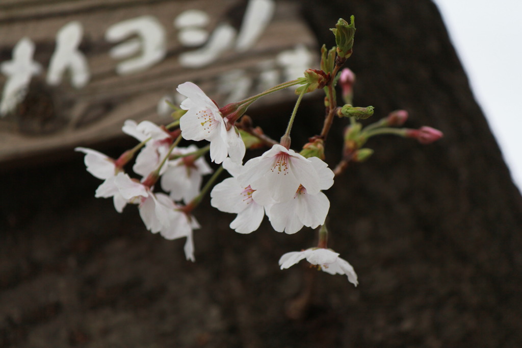 EOS60D 039