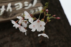 EOS60D 039