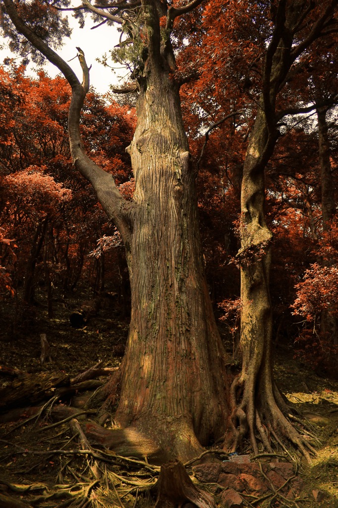 IMG_6915 - バージョン 2