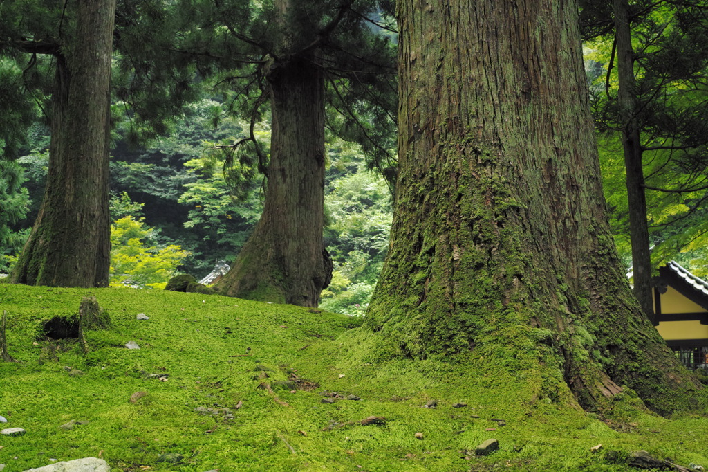 苔むす杉林