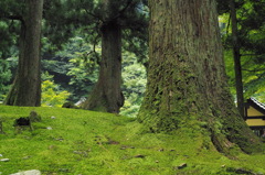 苔むす杉林