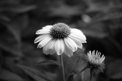 開花