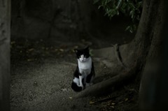 根っこのネコ