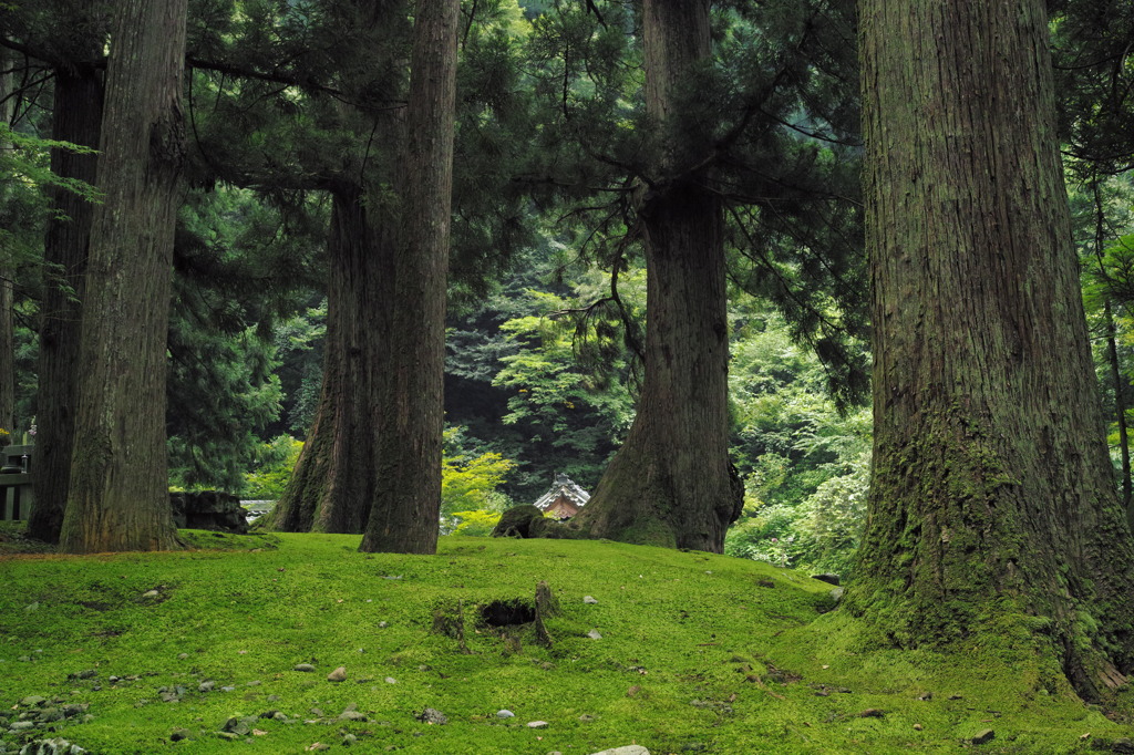 ｇｒｅｅｎ　ｇａｒｄｅｎ