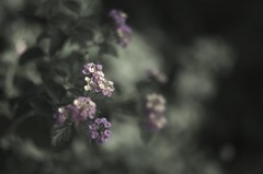 点在する彩