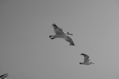 滑空