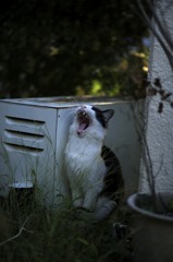 Ahhh------fu。