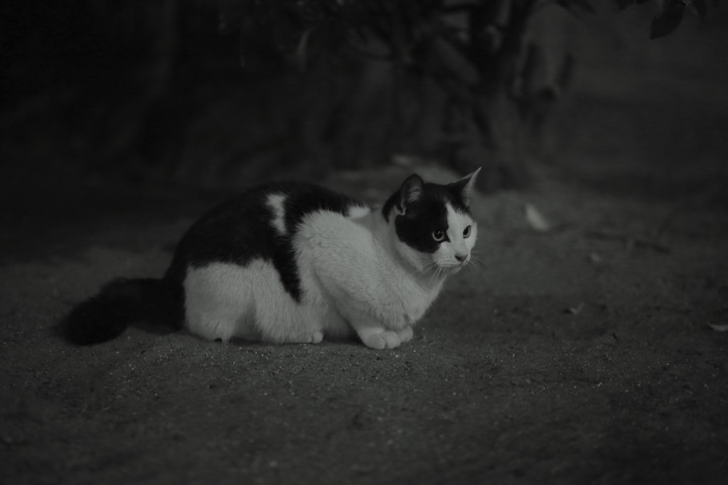 見据える先