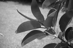 南国テイストな植物