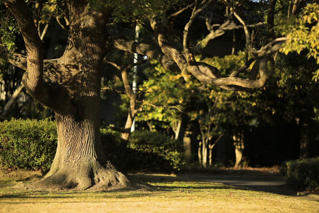 樹のチカラ 5（表）