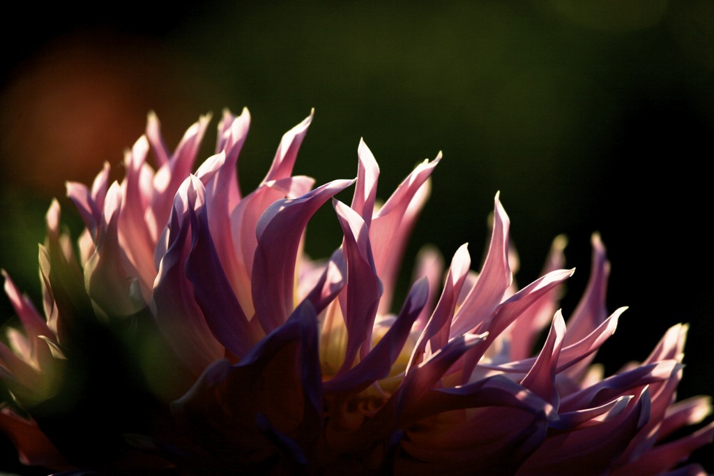 DAHLIA
