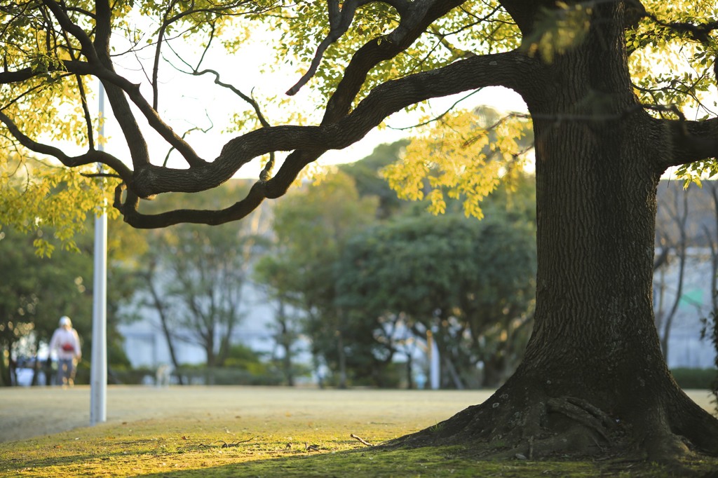 樹のチカラ 6（裏）