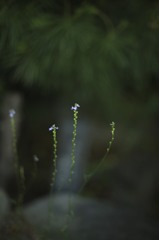 ゆらめく草花たち