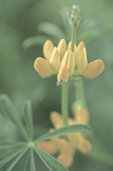 spring color