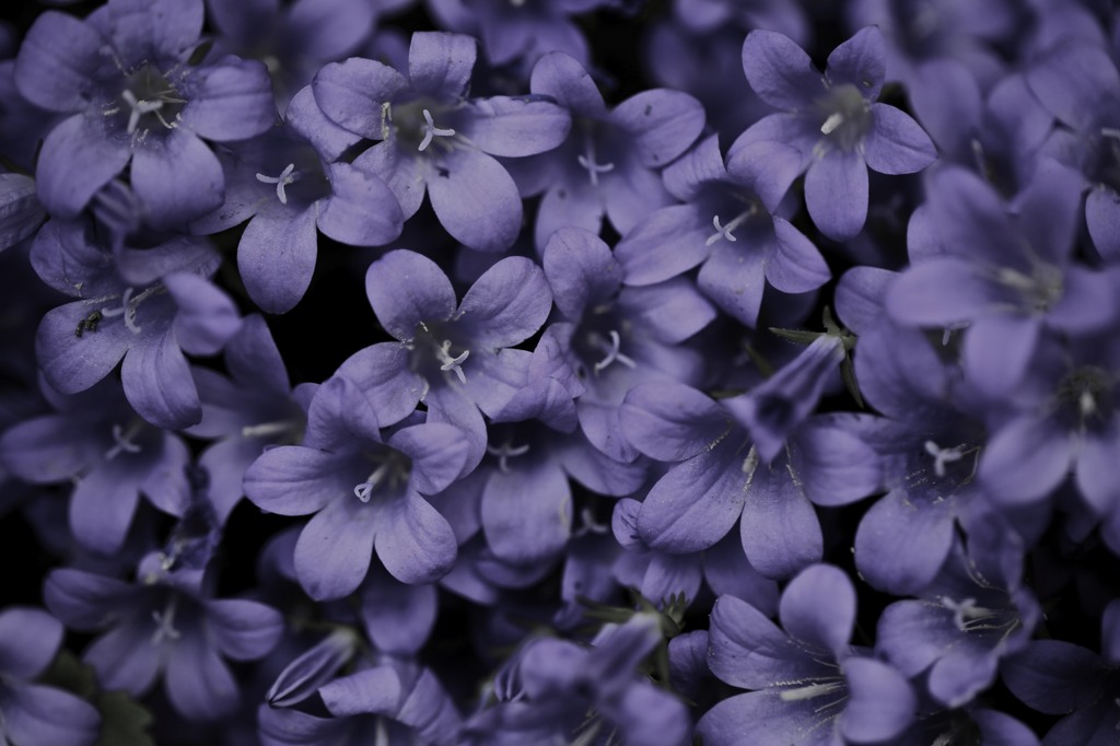 purple textile