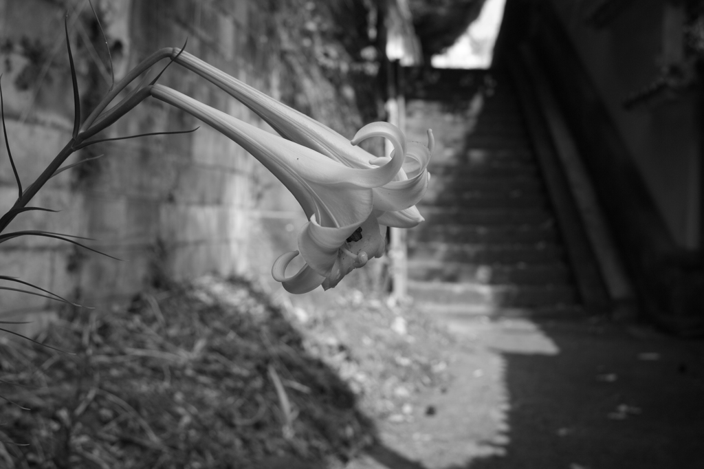 野百合の咲く小路