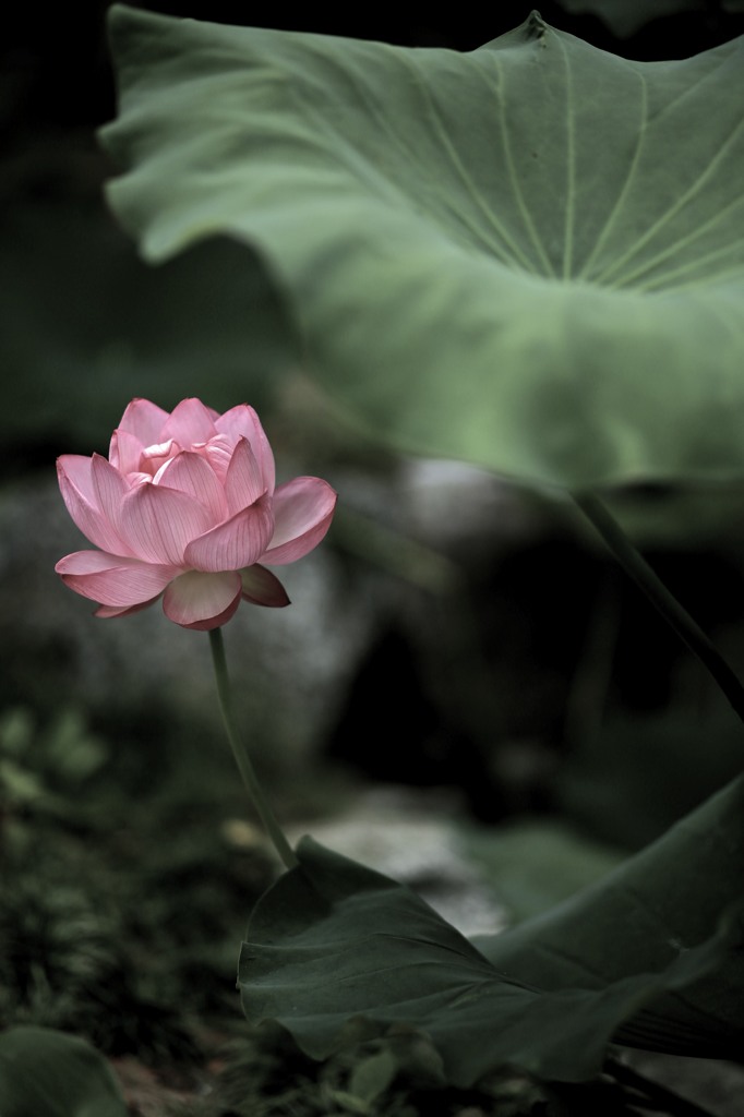 蓮、開花。
