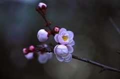 梅花