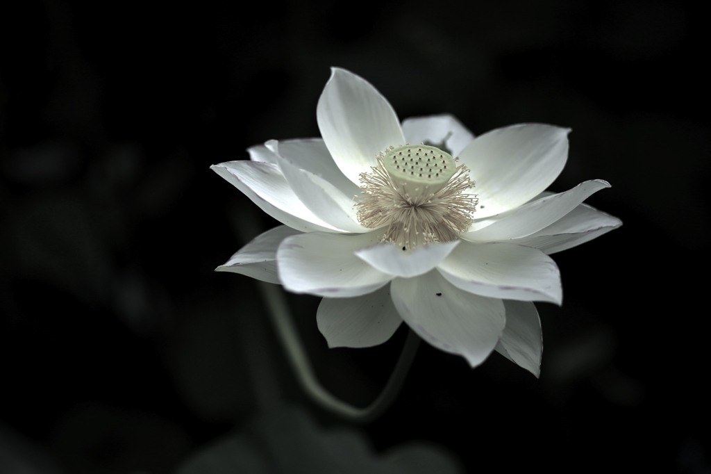 WHITE DISH