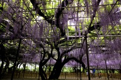 降り注ぐ
