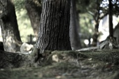 大地の子達