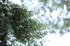 緑のグラデーション