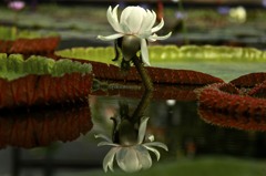 睡蓮 14