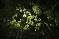 街灯に照らされて