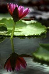 睡蓮 15