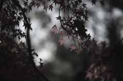 透ける朱