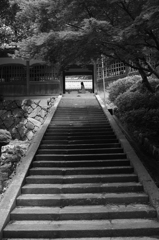 石段と木陰